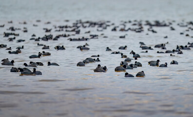 Flock of American coots, Fulica americana, feeding together on Lake Chickamauga in Harrison Bay State Park, Tennessee