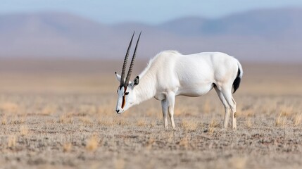 White antelope grazing in arid steppe, mountains background, wildlife photography