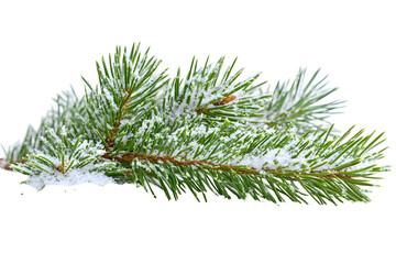 Christmas tree branches with snow cones