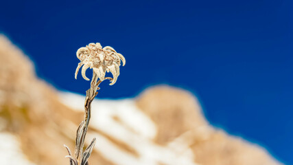 Leontopodium alpinum, Edelweiss, at Mount Grubigstein, Lermoos, Reutte, Tyrol, Austria