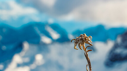 Leontopodium alpinum, Edelweiss, at Mount Zugspitze, Top of Germany, Garmisch-Partenkirchen,...