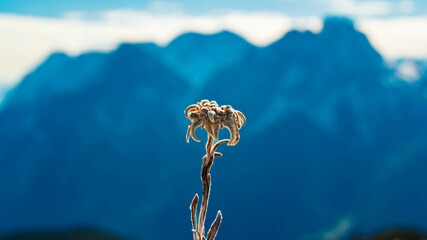 Leontopodium alpinum, Edelweiss, at Mount Grubigstein, Lermoos, Reutte, Tyrol, Austria