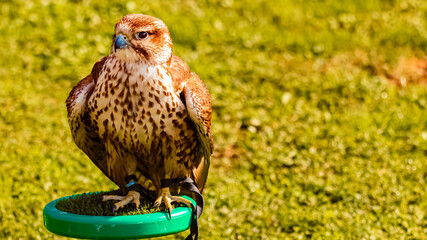 Falco biarmicus, lanner falcon, sitting on a base on a sunny summer day
