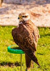 Falco biarmicus, lanner falcon, sitting on a base on a sunny summer day