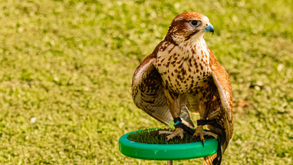 Falco biarmicus, lanner falcon, sitting on a base on a sunny summer day