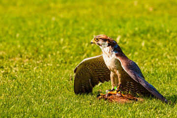 Falco biarmicus, lanner falcon, shielding its prey on a sunny summer day