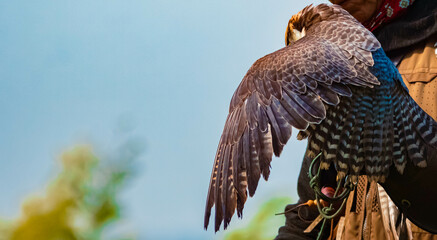 Falco biarmicus, lanner falcon, shielding its prey on a sunny summer day