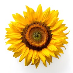 Fototapeta premium Perfectly detailed sunflower with bright yellow petals and rich brown center, isolated on a plain white background. 