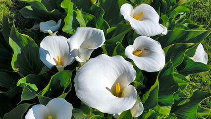blooming white calla flowers in the garden
