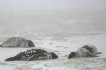 Obraz premium Three seals rest on a snowy beach, shrouded in mist, creating a serene and tranquil winter atmosphere.