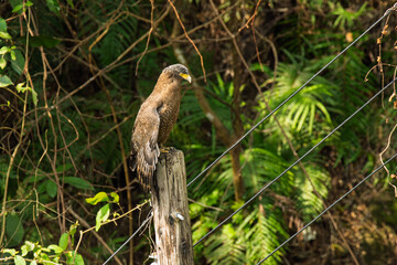 Crested serpent eagle perched on a pole