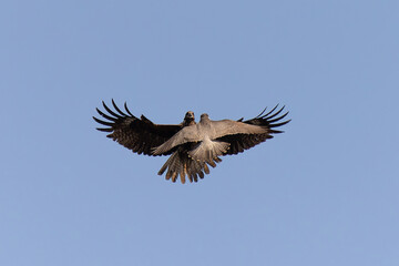 Peregrine falcon and black kite fight in mid air 