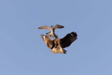 Peregrine falcon and black kite fight in mid-air 