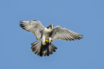 Peregrine falcon in flight with open wings on a blue sky