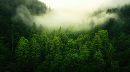 Lush green forest enveloped in mist creates serene and mystical