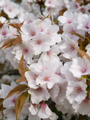 春の日差しを浴びて咲く満開の桜