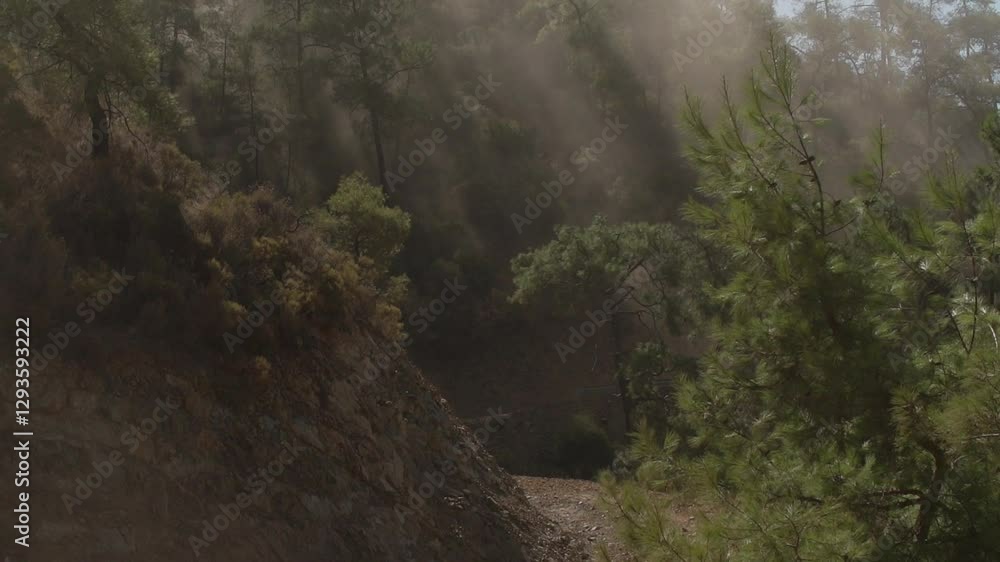 Poster serene view of a dense pine forest with sun rays filtering through mist, magical and ethereal atmosp