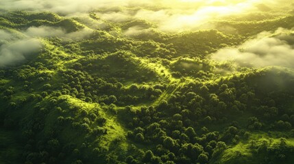 Fototapeta premium Sunlight filters through a verdant canopy, casting a golden glow over the lush, vibrant forest, as fluffy clouds dance overhead