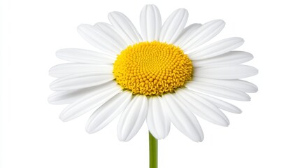 Naklejka premium Bright White Daisy Flower with Yellow Center on Isolated Background