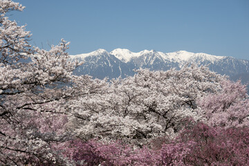 大草城址公園の桜