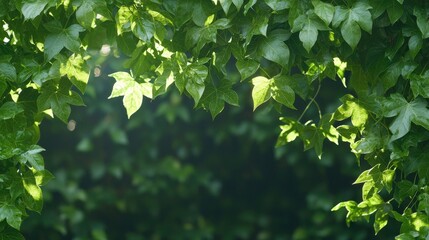 Fototapeta premium Fresh green leaves frame sunlight, nature's gentle glow