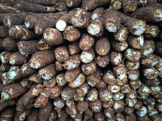 A pile of freshly harvested cassava roots, showing their rough brown skin and white flesh. They are stacked irregularly, ready for processing.