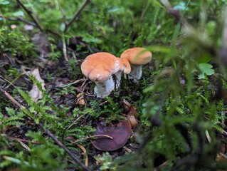 Hydnum rufescens mushrooms in the moss of a mountain spruce forest