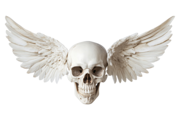 Winged skull art display creative studio sculpture unique