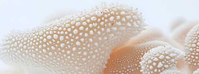 Mushrooms growing on a white background, close-up of mushrooms
