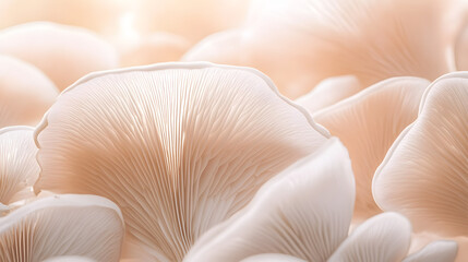 Mushrooms growing on a white background, close-up of mushrooms
