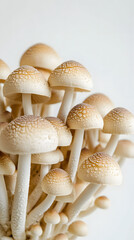 Mushrooms growing on a white background, close-up of mushrooms
