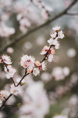 Delicate Spring Blossoms in Soft Bloom