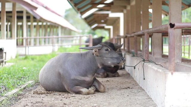 buffalo tied up on the farm