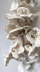 Mushrooms growing on a white background, close-up of mushrooms
