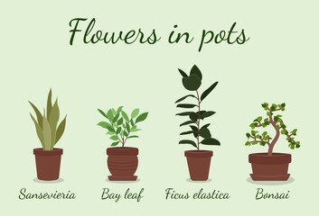 Houseplants set. Indoor plants growing in pots. Natural home and office decoration in planters, flowerpots.