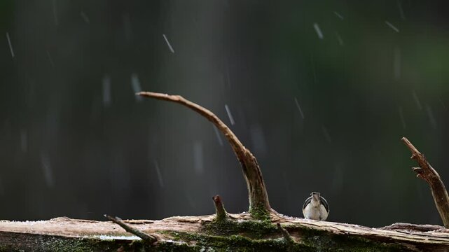 Tufted Titmouse finds food on a log