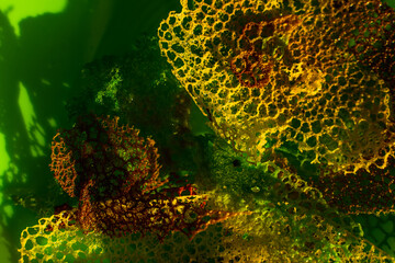 Green chips with spider web or tuile to decorate dishes. Background with edible lace texture.