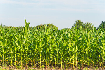 Beautiful agricultural field with green corn; horizon line