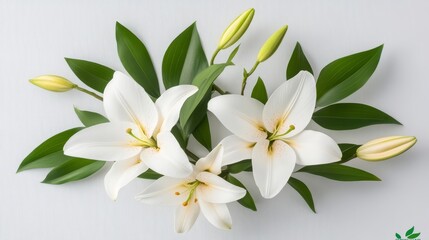Fototapeta premium Beautiful White Lilies with Leaves on Light Background for Decor