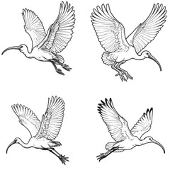 "High-Quality Cute Cartoonic Ibis Flying Pose Outline Vector Illustrations"