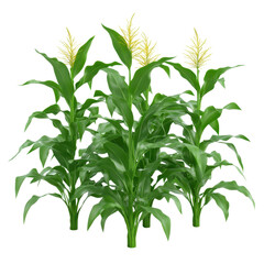Fototapeta premium Lush green corn plants thriving, healthy stalks with tall silks, representing growth and agriculture, ideal for nature themes. Isolated on white background or PNG