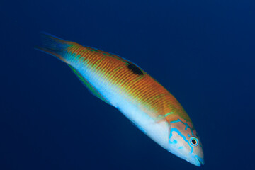 A beautiful colorful fish glides in the blue of the Atlantic Ocean