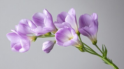 Fototapeta premium A single purple freesia stem with multiple blossoms, detailed petals and subtle shadows, isolated on a neutral gray background