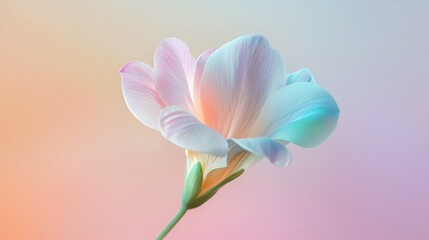 Fototapeta premium A surreal, dreamlike freesia bloom with iridescent petals, subtly changing color against a shifting pastel background