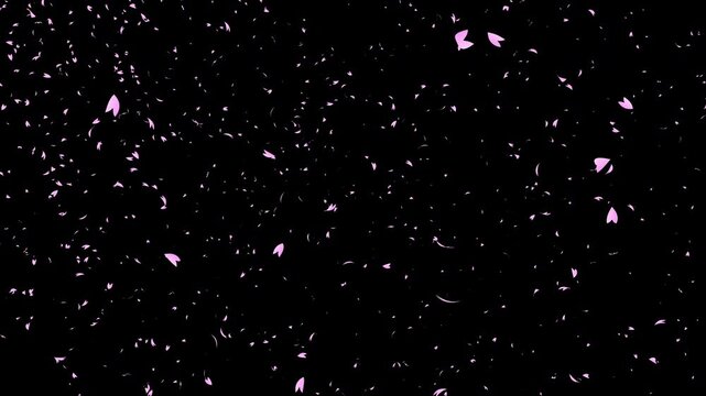 Bunch of pink cherry petals falling sideways from left to right on black background. Abstract background with a scene of Spring time in Japan.