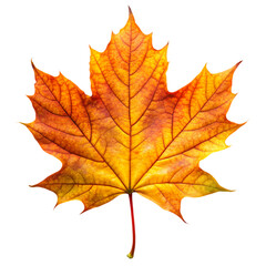 Fototapeta premium Single Vibrant Autumn Maple Leaf Isolated Black Background red fall gold tree plant image stock 