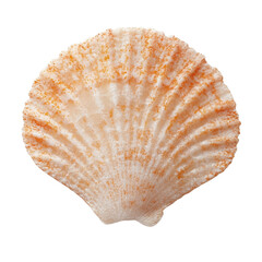 Obraz premium Delicate seashell on white background, intricately patterned and textured, evokes nature’s beauty, perfect for marine themes. Isolated on white background or PNG
