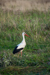 White Stork Standing in a Green Meadow