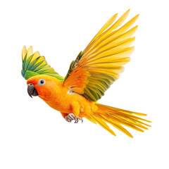 Fototapeta premium Bright tropical parrot in flight, vivid yellow and green feathers, capturing the essence of wildlife and nature's beauty. Isolated on white background or PNG