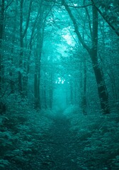 Obraz premium Walking Path Through Foggy Forest with Trees in Dark Teal Tone